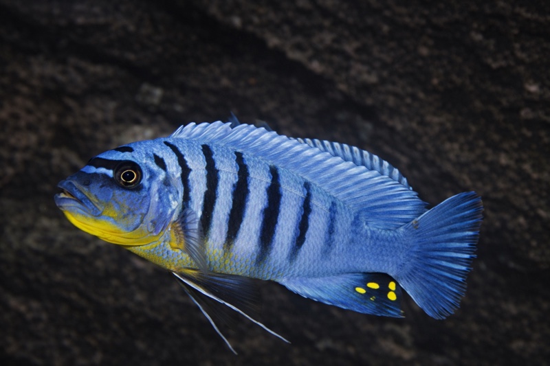 Maylandia fainzilberi 'Charo'